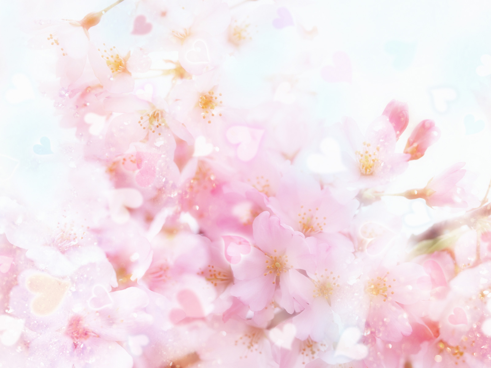 Cherry Blossom Bg Free , HD Wallpaper & Backgrounds