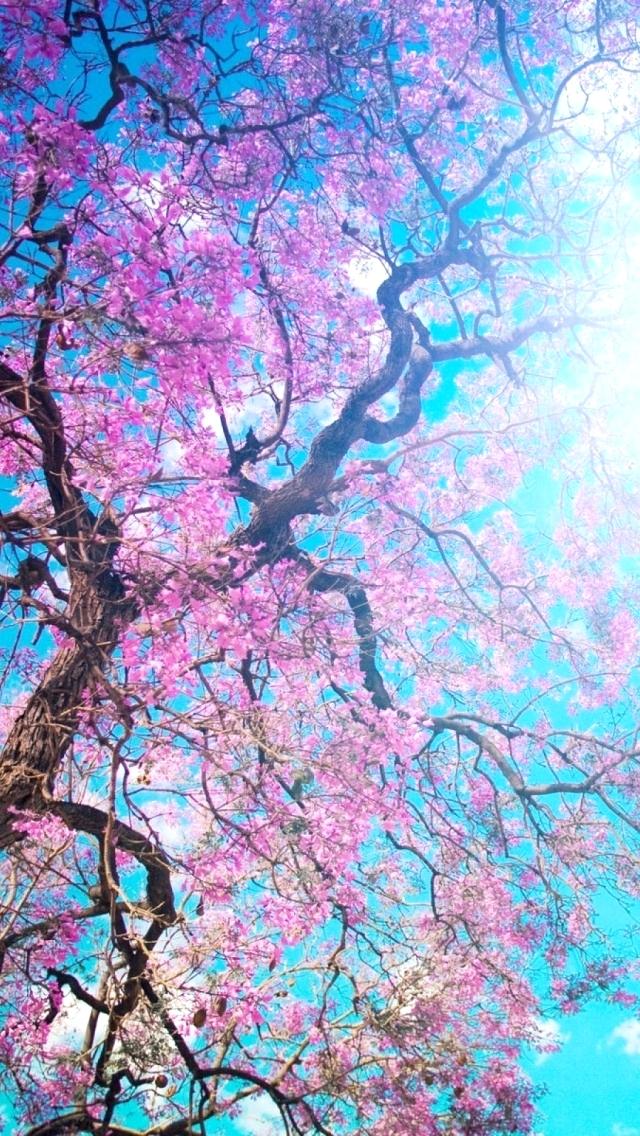 Japanese Cherry Blossom Tree Wallpaper - Iphone 5 Wallpaper Cherry Blossom , HD Wallpaper & Backgrounds