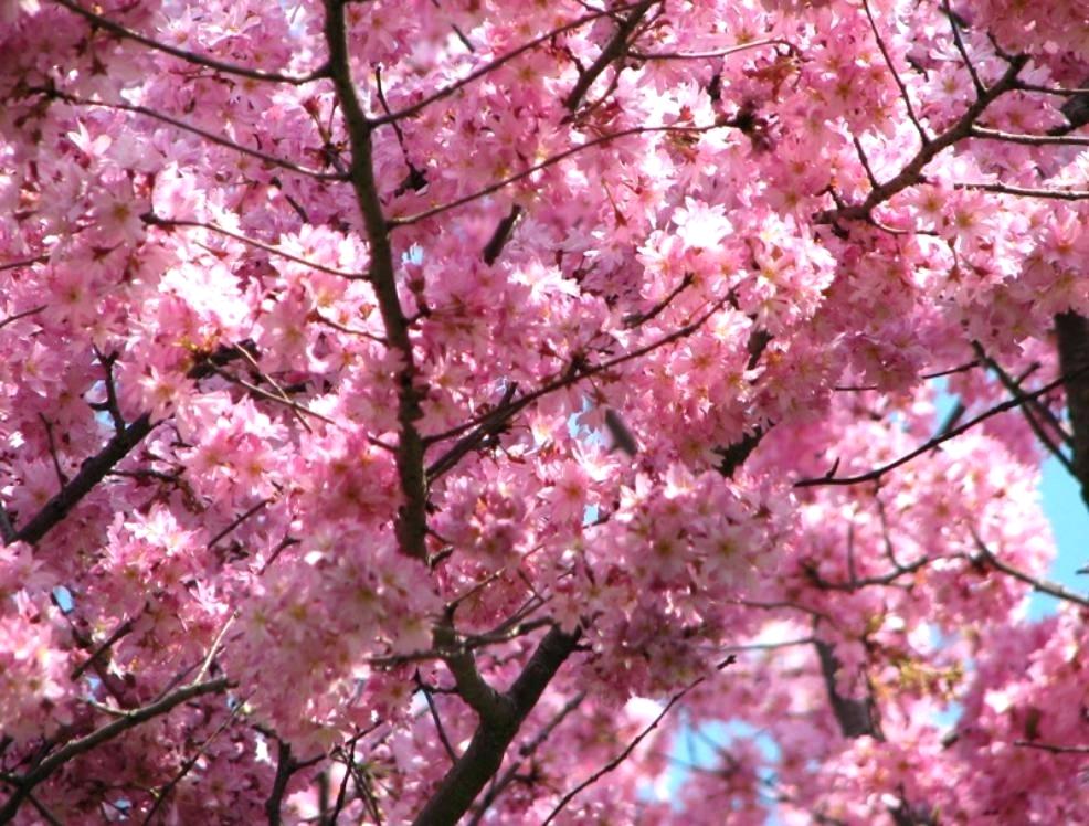 Cherry Blossom Tree Wallpaper Pink Color Images Blooming - Cherry Blossom Pink Flowering Trees , HD Wallpaper & Backgrounds