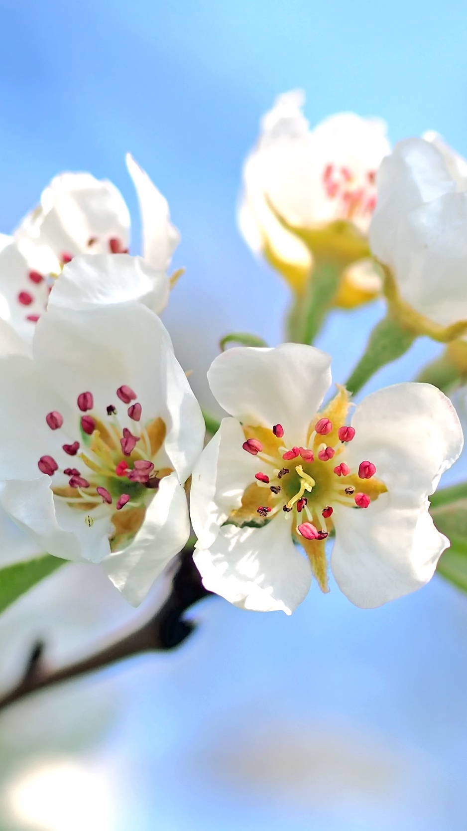 Wallpaper Flowers, Branch, Blossom, Apple Tree - Iphone Wallpaper Apple Tree , HD Wallpaper & Backgrounds