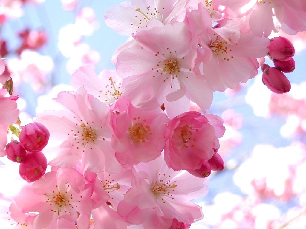 Cherry Blossom Wallpaper For Iphone 6 Plus Anime - Beautiful Flower , HD Wallpaper & Backgrounds