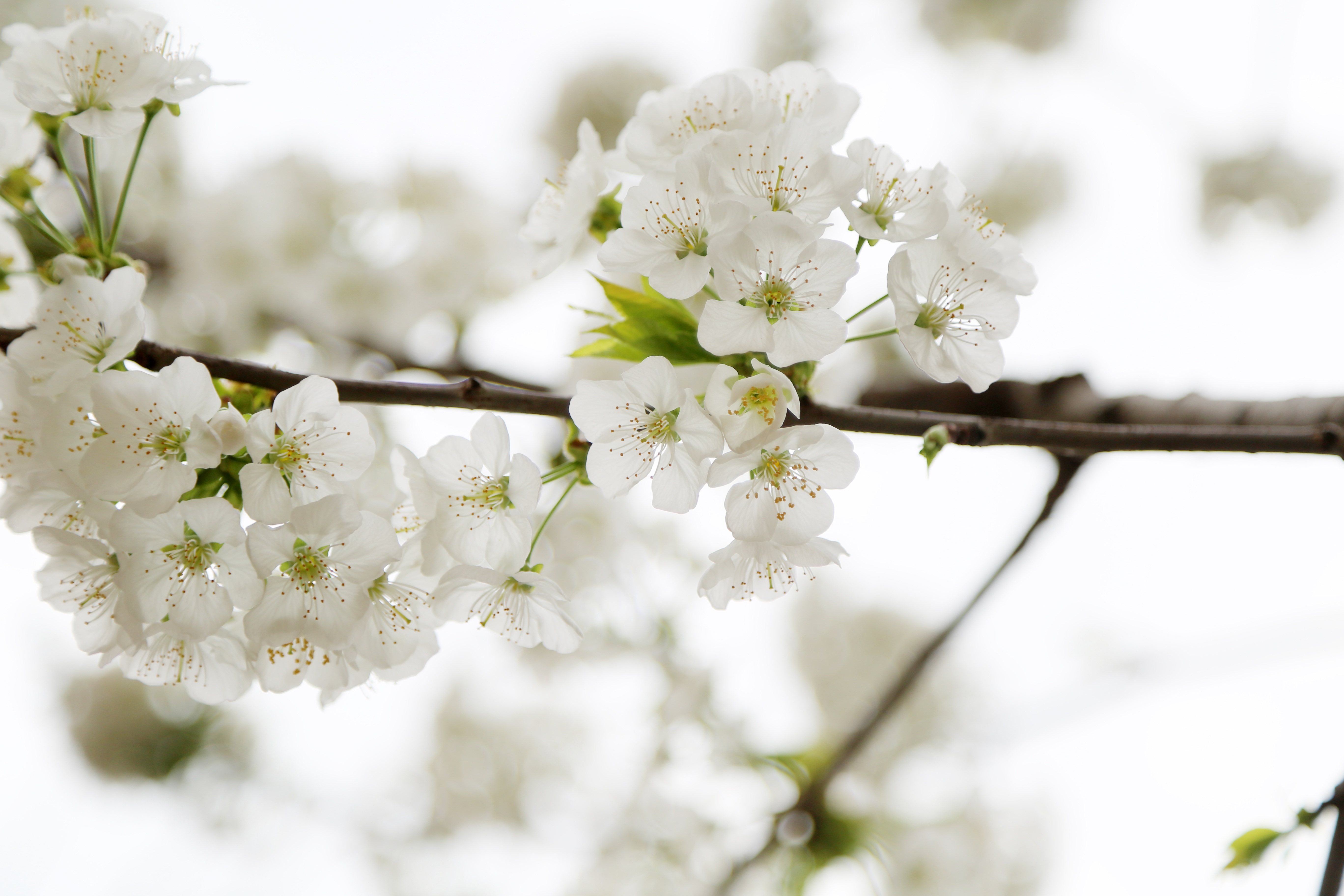 You Are On Page With Apple Blossom Wallpaper, Where - Flower , HD Wallpaper & Backgrounds