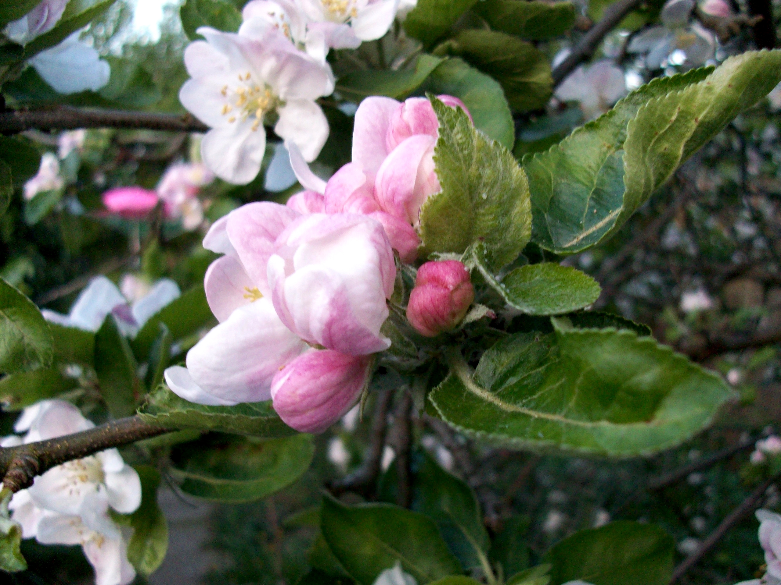 Apple Blossom Ii Wallpapers And Stock Photos - Wallpaper , HD Wallpaper & Backgrounds