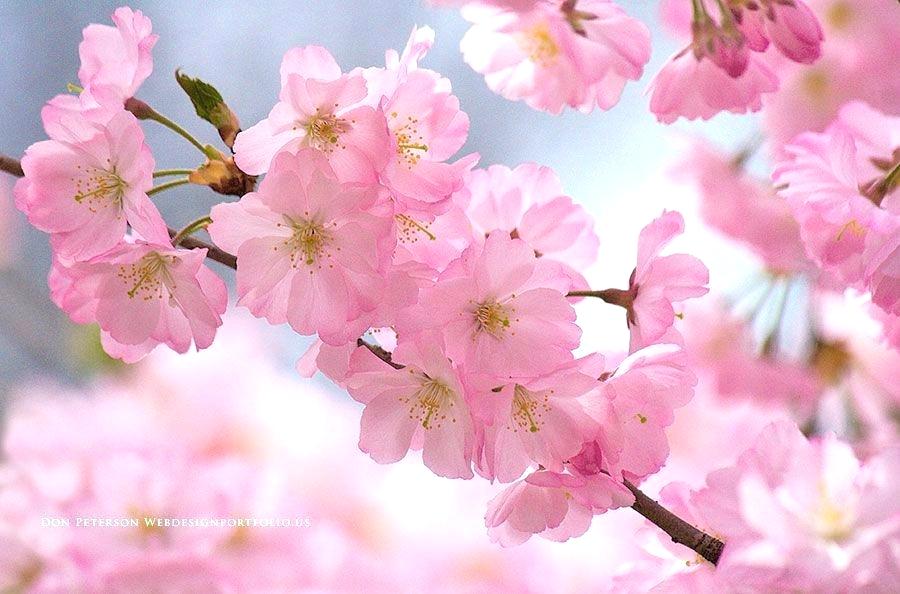 Japanese Cherry Blossom Wallpaper Cherry Blossoms Wallpaper - Free Cherry Blossom Branch , HD Wallpaper & Backgrounds