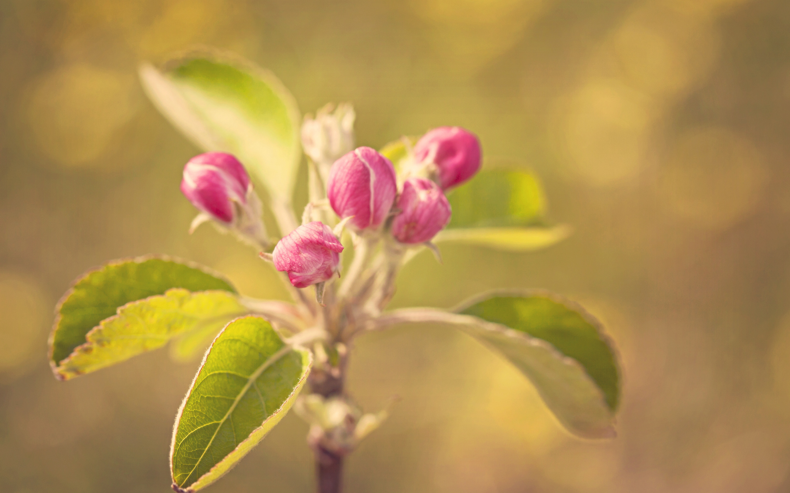 Wallpaper Apple Blossom, Spring - Daphne , HD Wallpaper & Backgrounds