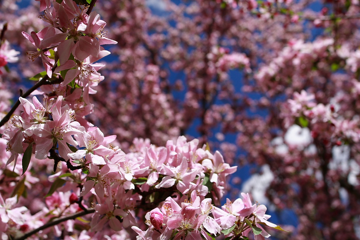 Apple Blossom Wallpaper , HD Wallpaper & Backgrounds