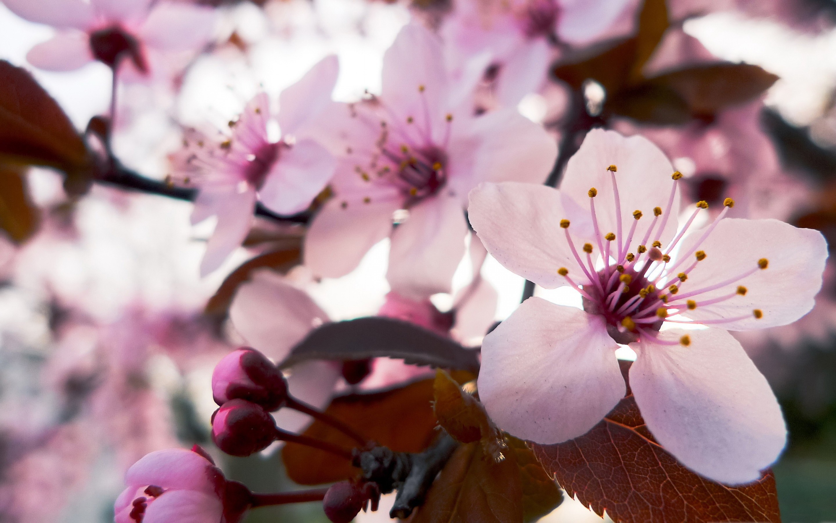 Background Flower Cherry Blossoms , HD Wallpaper & Backgrounds