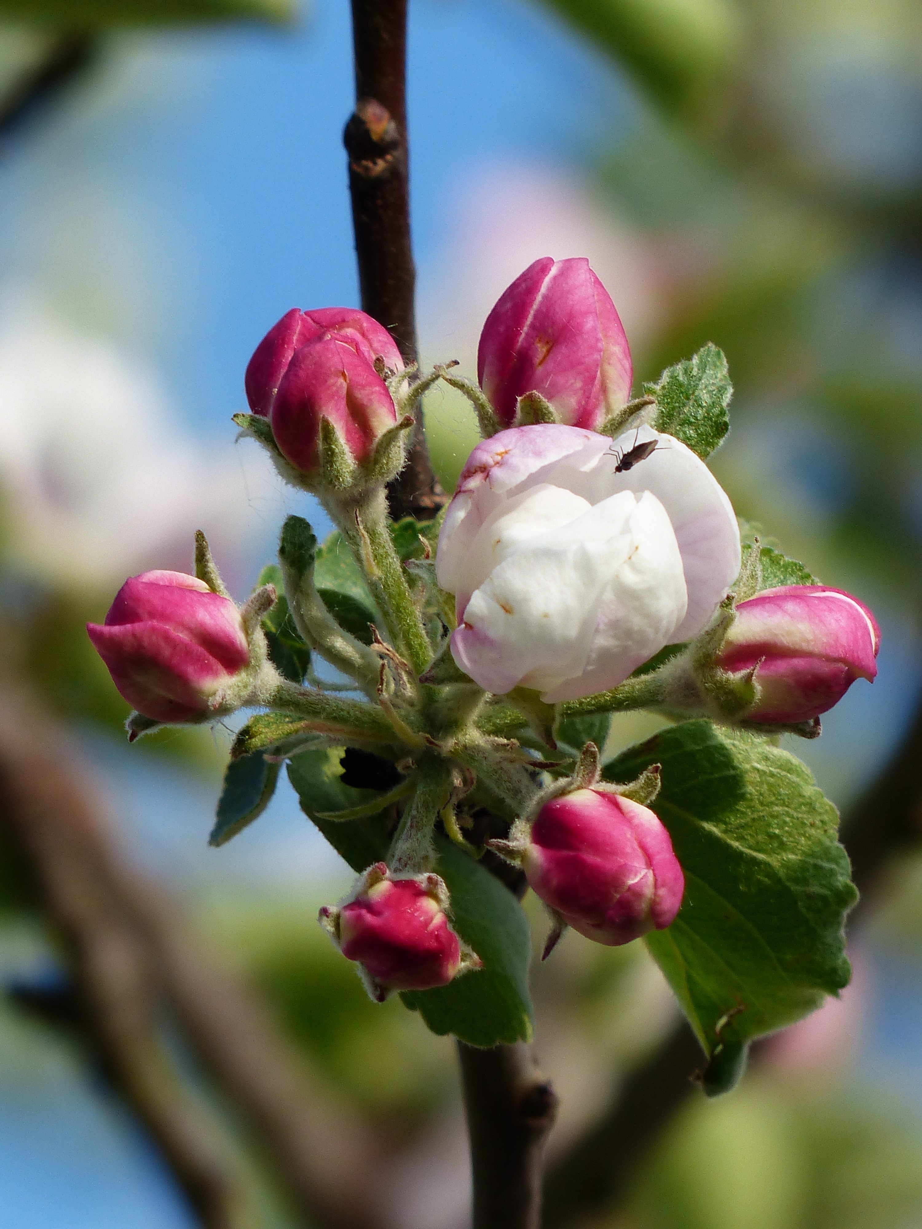 Apple Blossom, Blossom, Apple Tree, Flower, Growth - Bunga Apel Merah , HD Wallpaper & Backgrounds