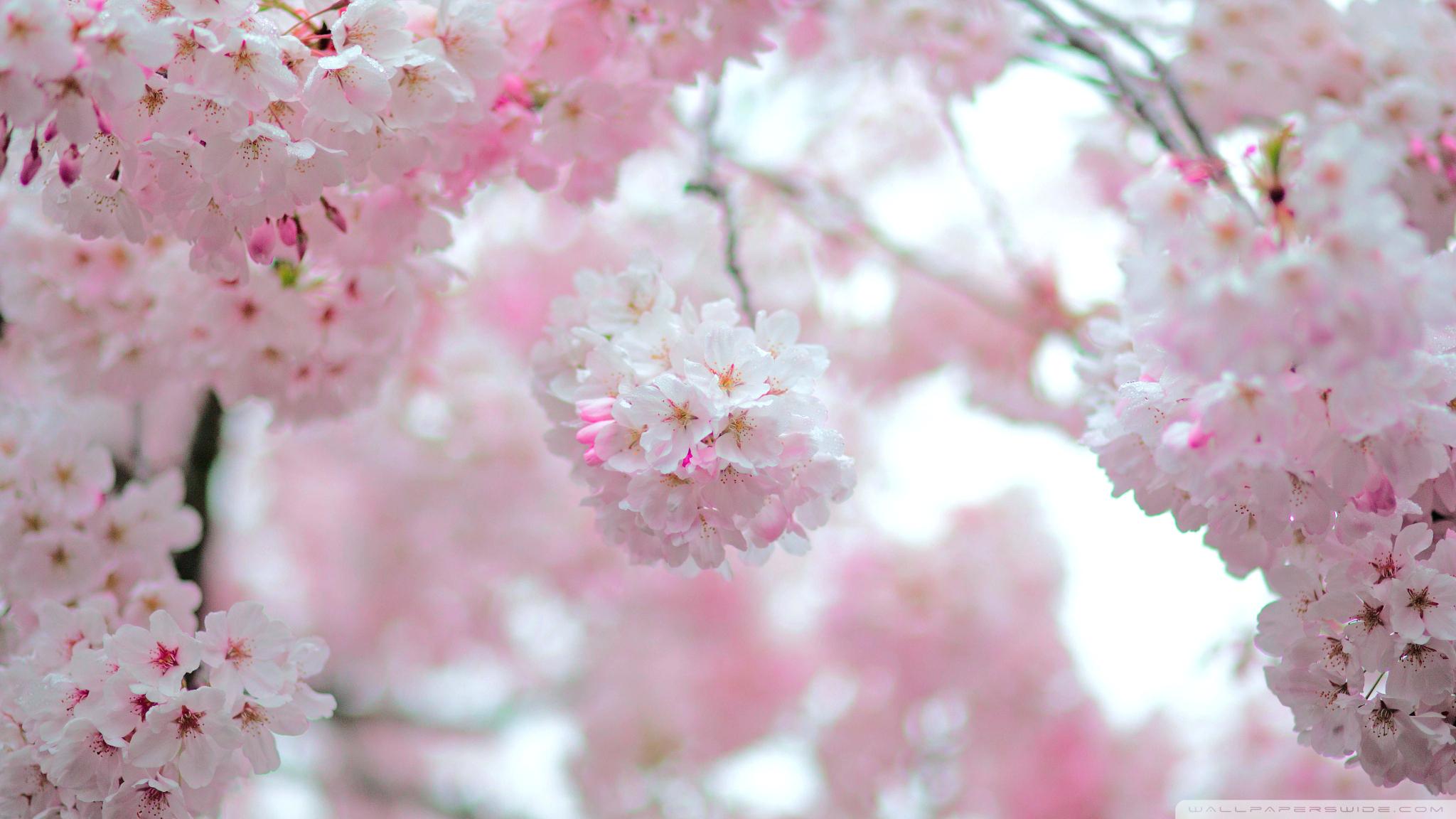 Cherry Blossom Wallpaper Anime For Desktop - Cherry Blossom Depth Of Field , HD Wallpaper & Backgrounds