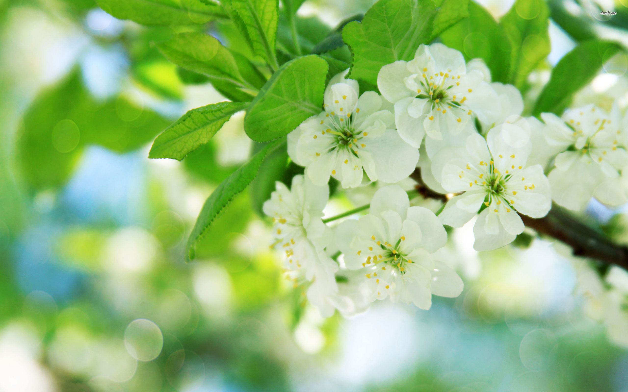 Apple Blossoms Sweet Wallpaper - Wallpaper , HD Wallpaper & Backgrounds