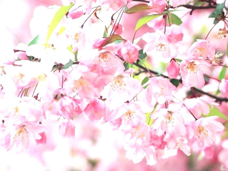 Japanese Cherry Blossom Wallpapers Wallpaper Flower - Backgrounds Pink Flowers , HD Wallpaper & Backgrounds
