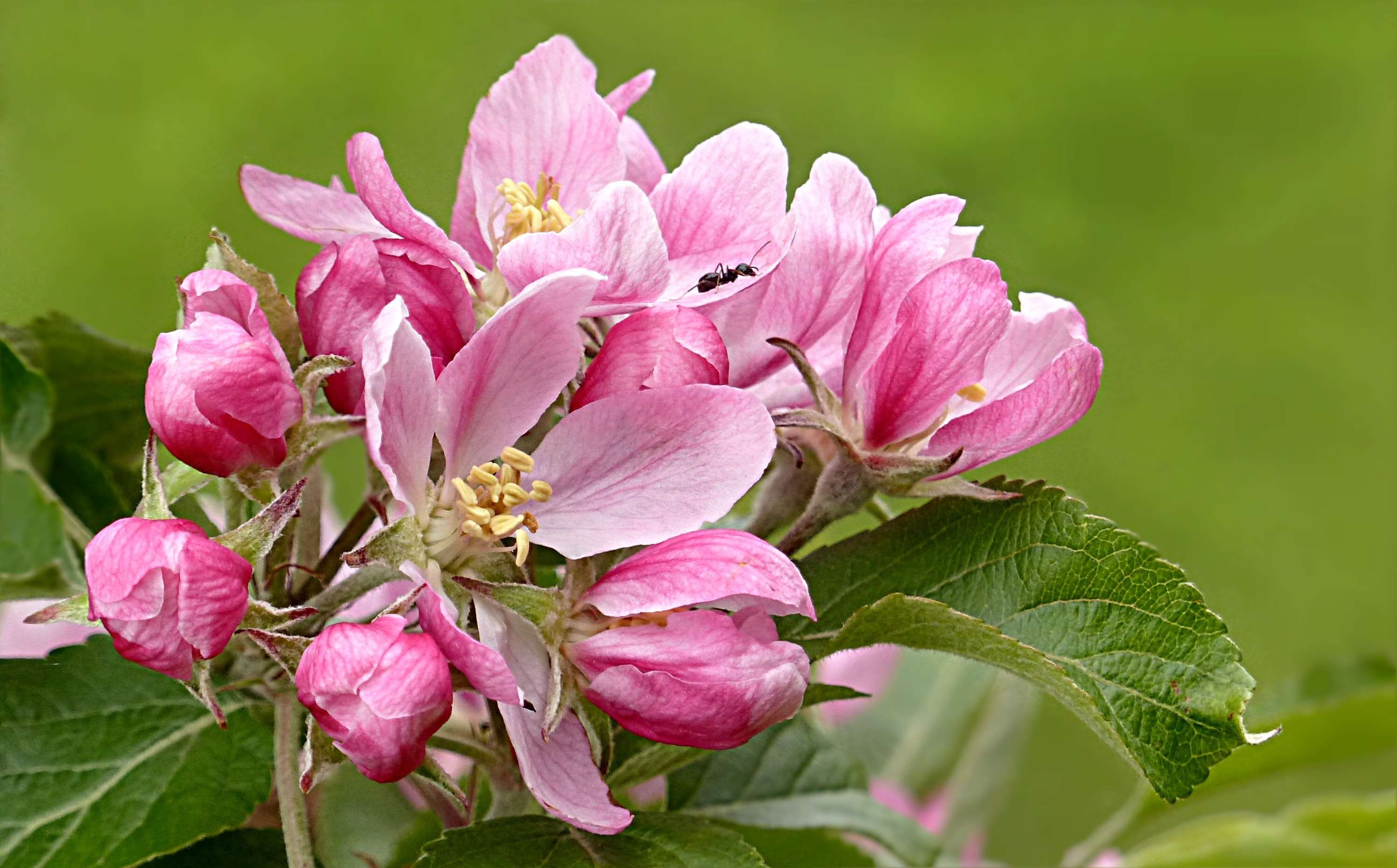 Apple Blossom, Bloom, Fruit Tree, Malus, Pink, Spring, - Apples , HD Wallpaper & Backgrounds