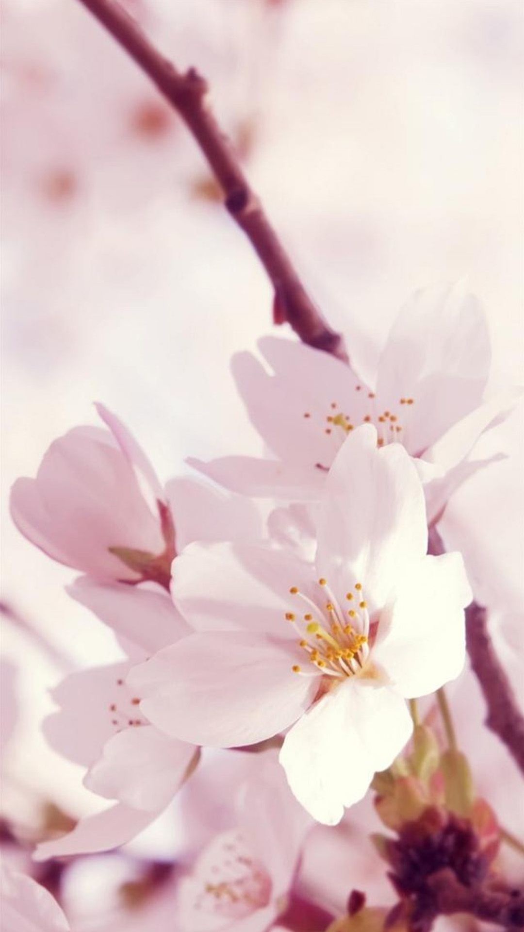 Cherry Blossom Anime Girl Wallpaper Background, Beautiful - Peach Blossom Background , HD Wallpaper & Backgrounds