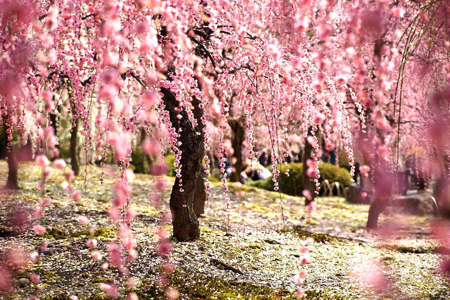 Japanese Cherry Blossom Wallpaper Cherry Blossom Japanese - Japanese Cherry Blossom , HD Wallpaper & Backgrounds