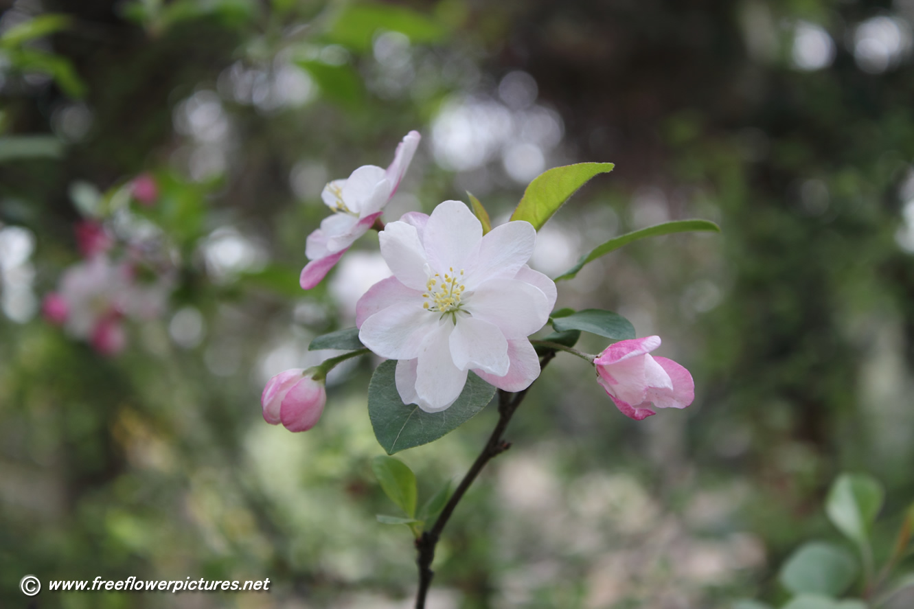 Apple Blossom 9 Free Hd Wallpaper - Evergreen Rose , HD Wallpaper & Backgrounds