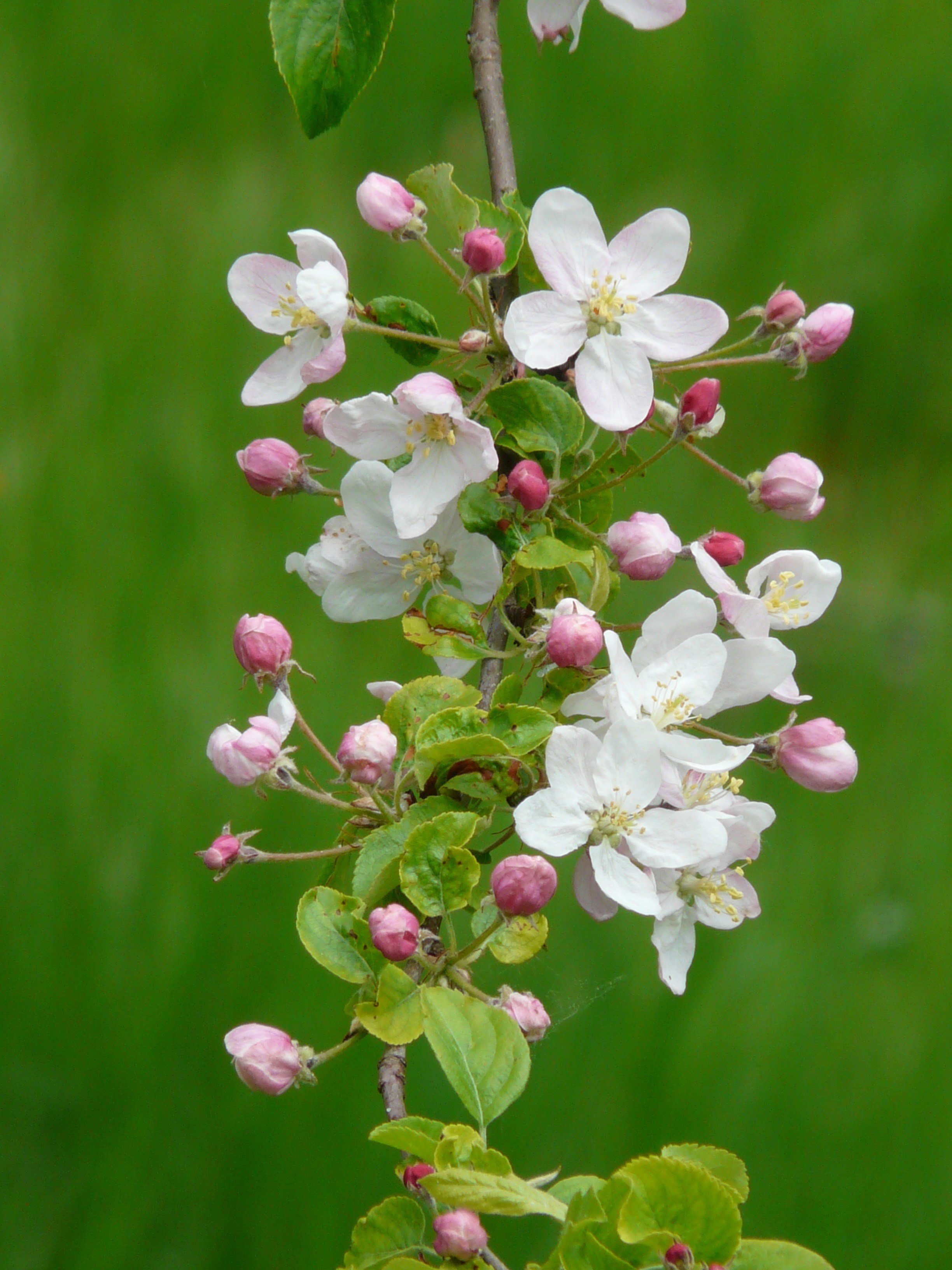 #2448x3264 #apple Blossoms #apple Blossom Branch #bud - Apple Blossoms , HD Wallpaper & Backgrounds