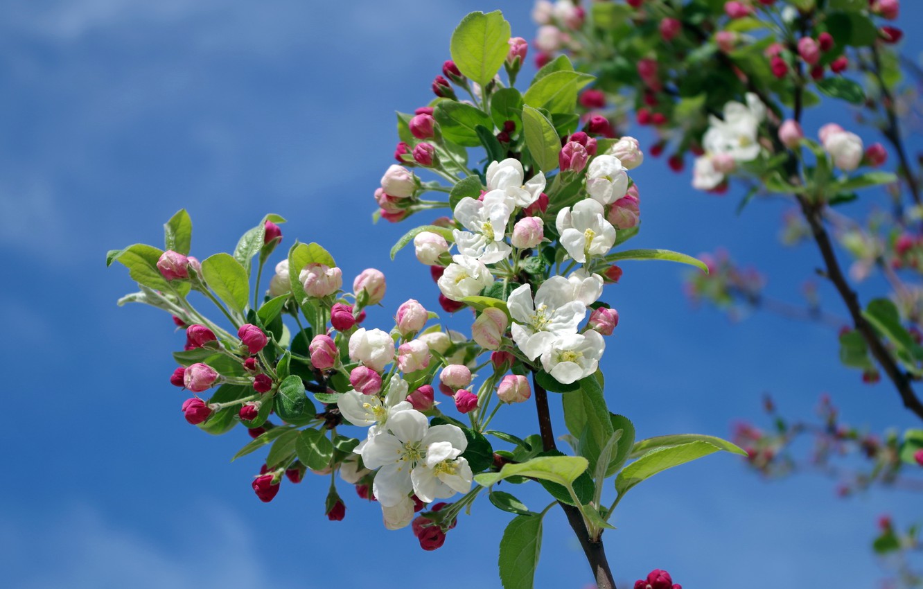 Photo Wallpaper Tree, Branch, Spring, Apple-blossom - Apple Blossoms On Tree , HD Wallpaper & Backgrounds