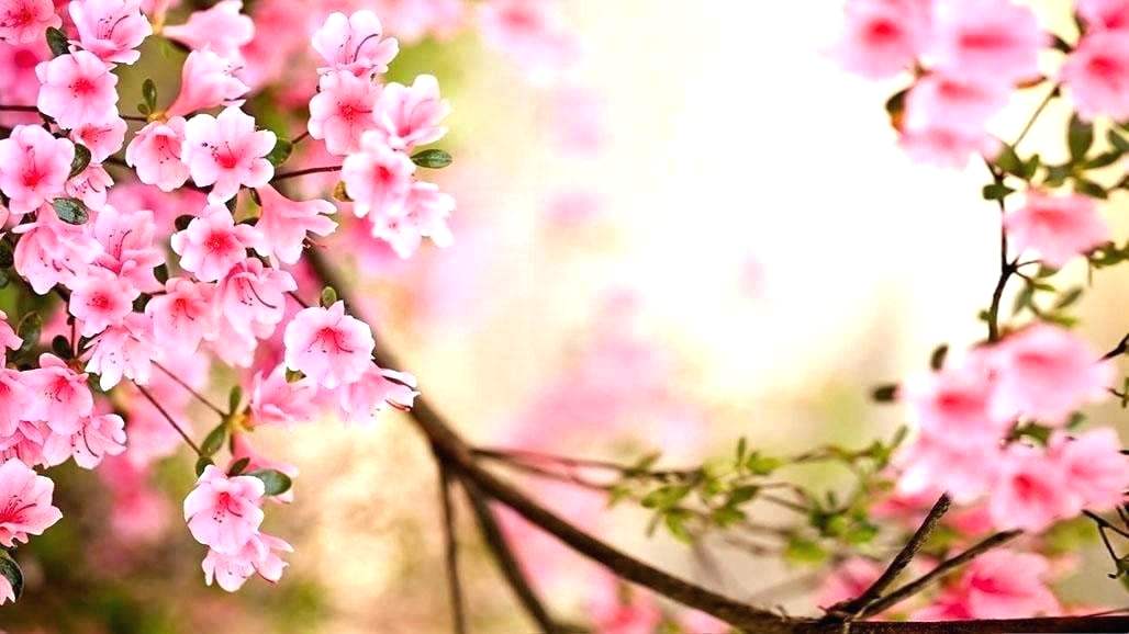 Cherry Tree Wallpaper Blossom Mural Japanese Japan - Beautiful Sakura Flowers , HD Wallpaper & Backgrounds