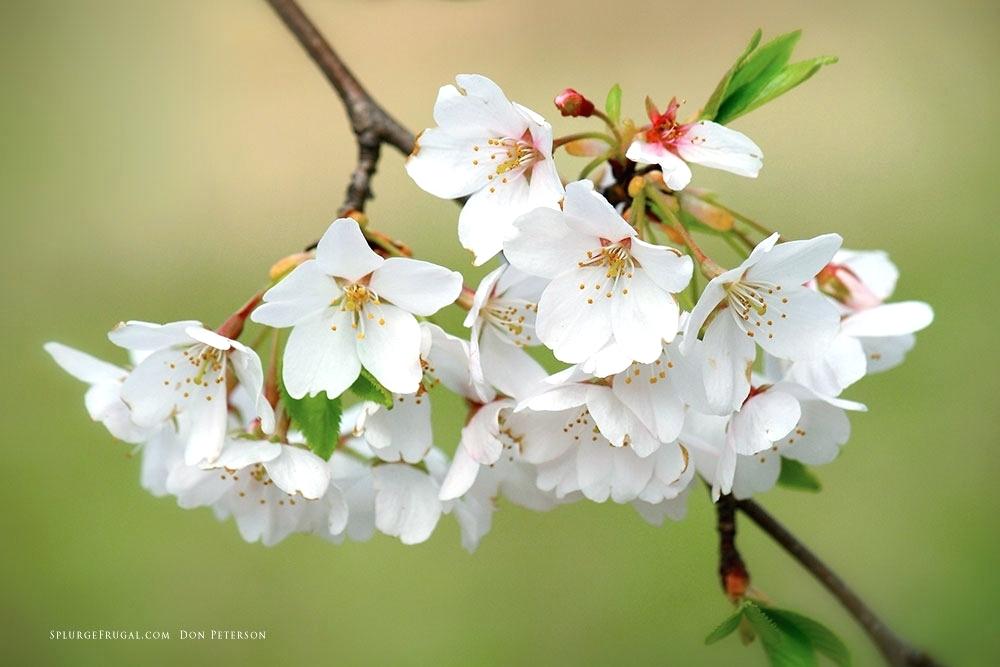 Cherry Blossom Branch Branch Brook Park Free Cherry - White Cherry Blossom , HD Wallpaper & Backgrounds