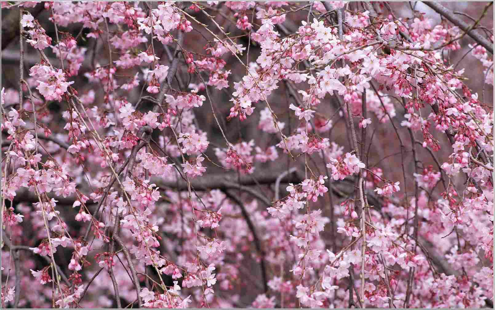 Cherry Blossom Wallpaper Home - Cherry Blossom , HD Wallpaper & Backgrounds