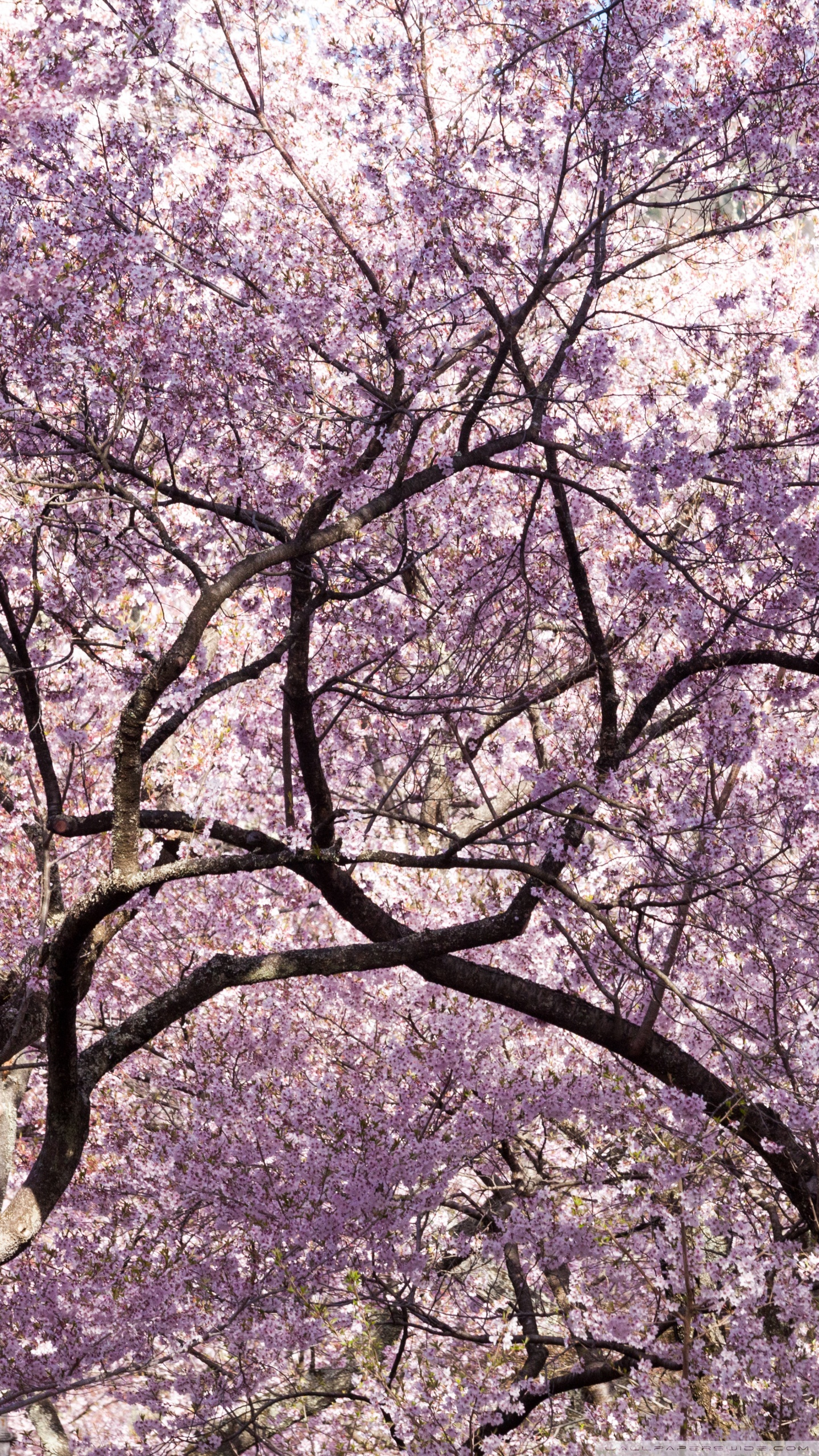 Smartphone - Cherry Blossom Tree 4k , HD Wallpaper & Backgrounds