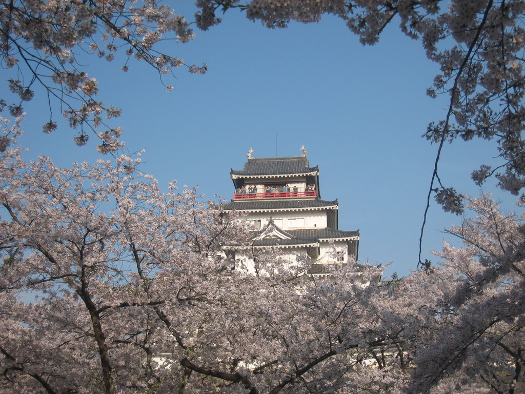 One Of Japan's 100 Best Castles And Cherry Blossom - Cherry Blossom , HD Wallpaper & Backgrounds