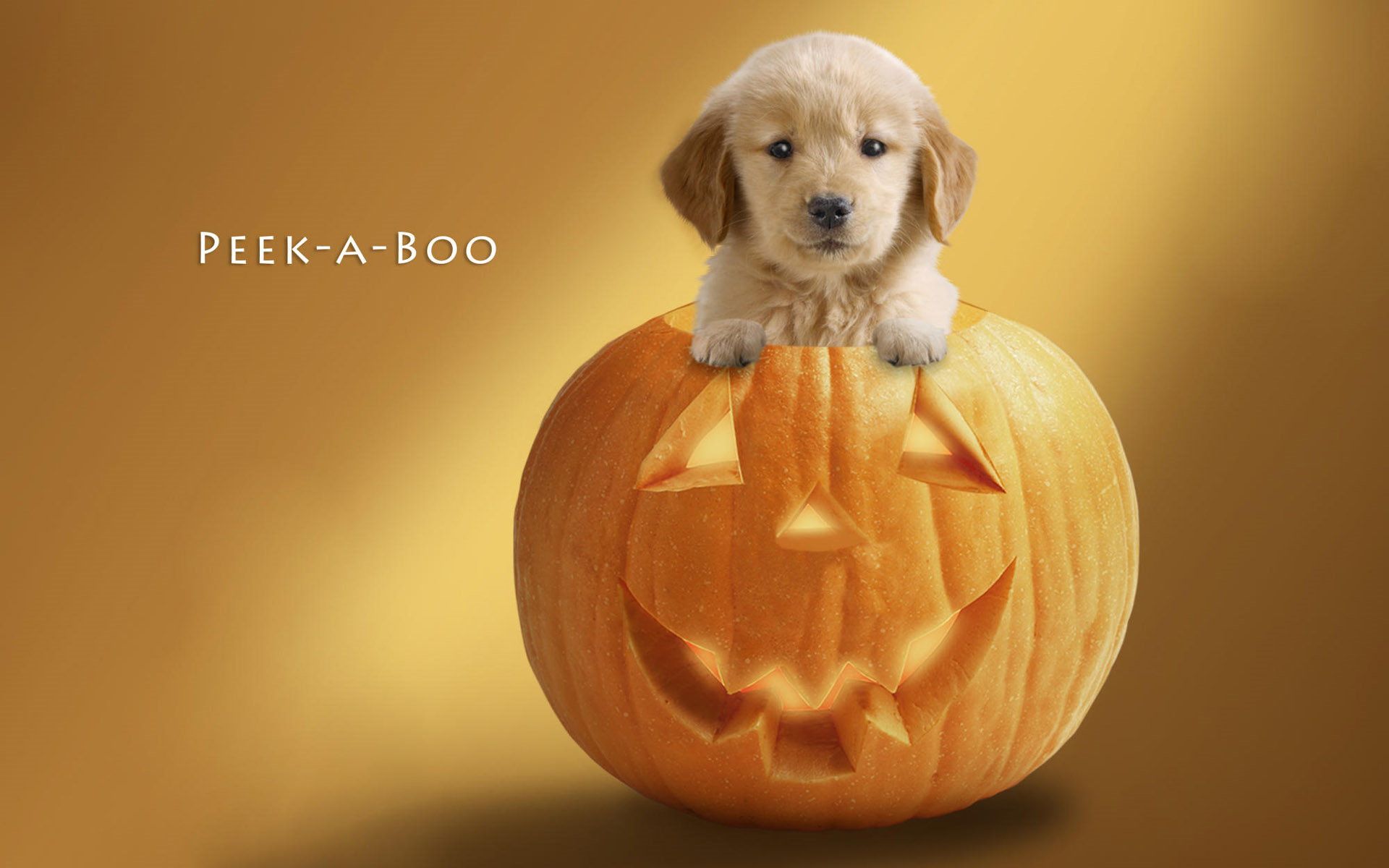 Happy Halloween Wallpapers - Cute Halloween Backgrounds Puppy , HD Wallpaper & Backgrounds