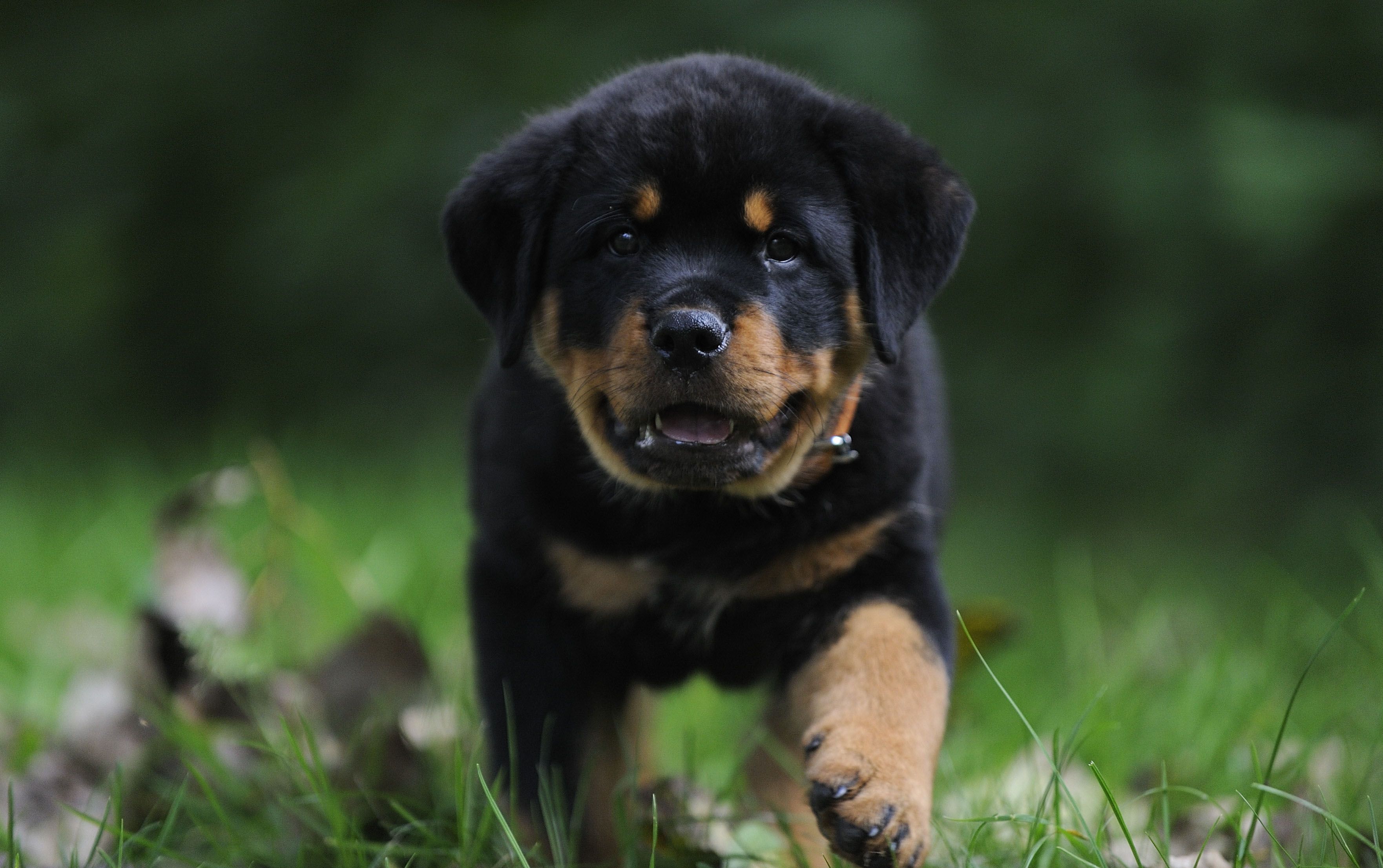 Dog Wallpapers, Pc, Laptop 42 Dog Backgrounds In Fhd-qu85, - Rottweiler Puppies Wallpaper Hd , HD Wallpaper & Backgrounds