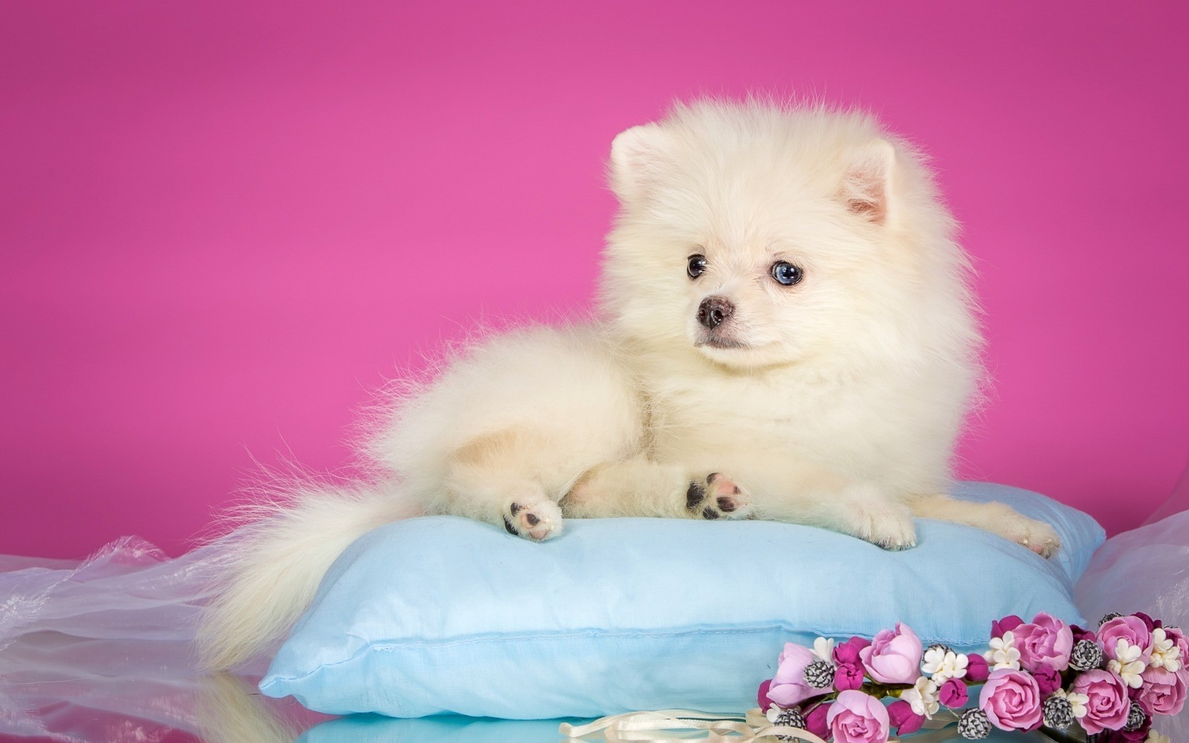 White Cute Spitz Pink Blue Dog Flower Animal Sweet - Puppy , HD Wallpaper & Backgrounds