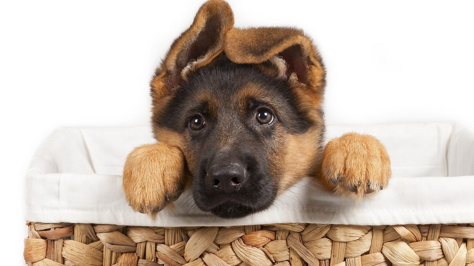 Cute Animal Wallpapers For Desktop Background Full - German Shepherd Puppies Nz , HD Wallpaper & Backgrounds