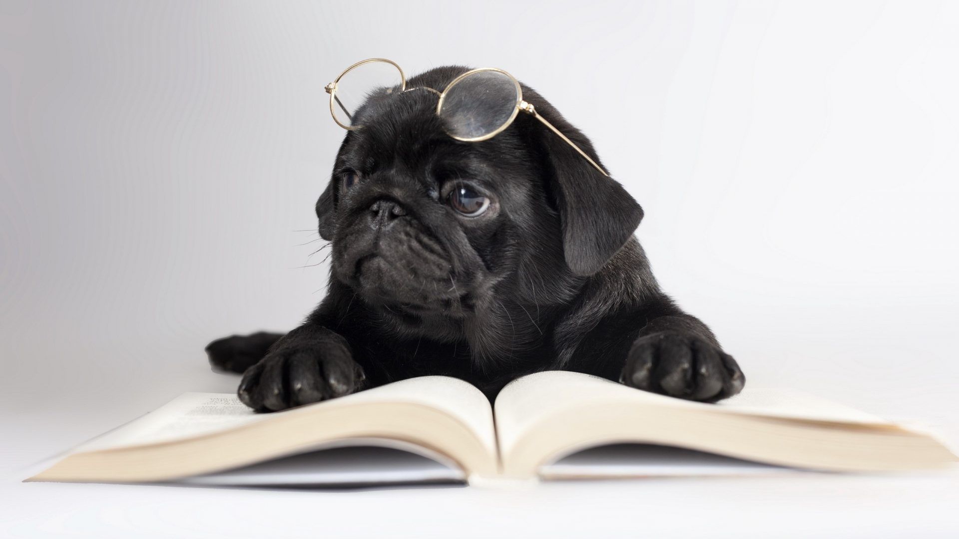 Puppies Tag Wallpapers Page - Dogs Trying To Read , HD Wallpaper & Backgrounds