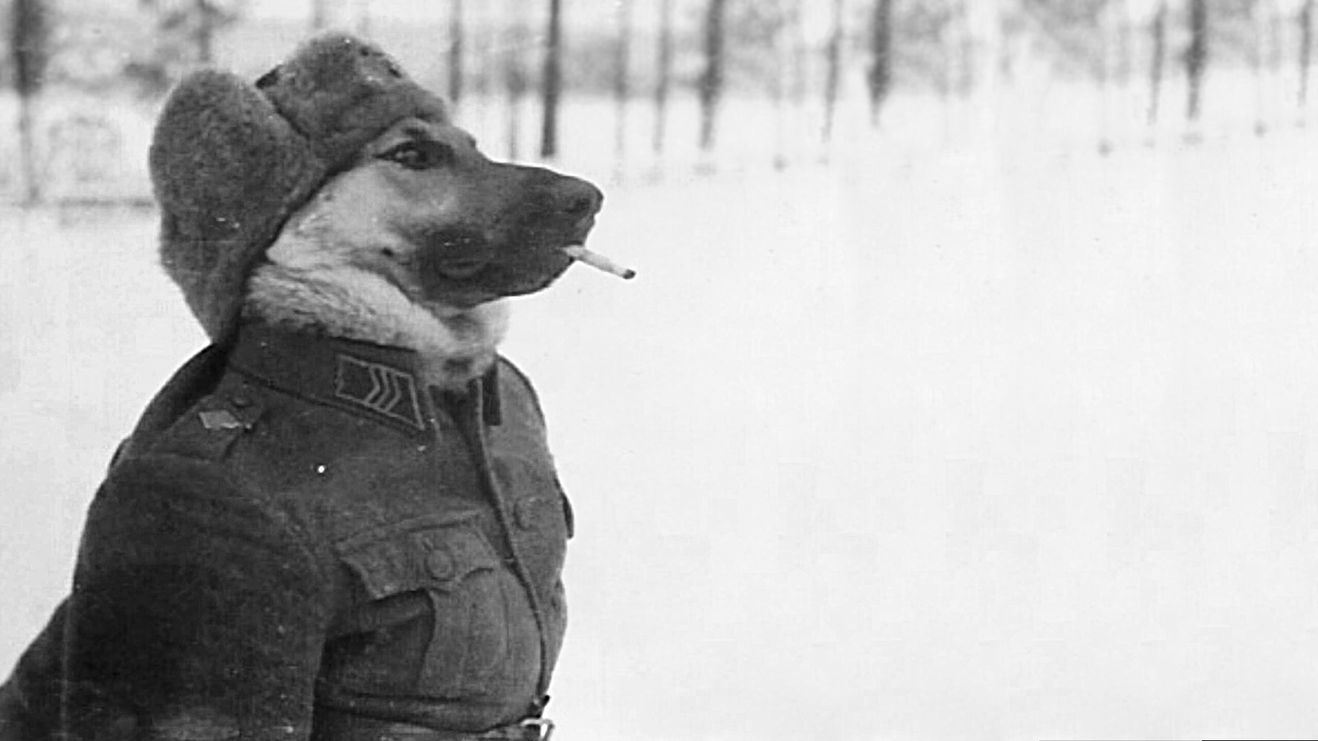 /r/wallpapers Outdoors Face Human Person Snow Portrait - Dog In Uniform Ww2 , HD Wallpaper & Backgrounds
