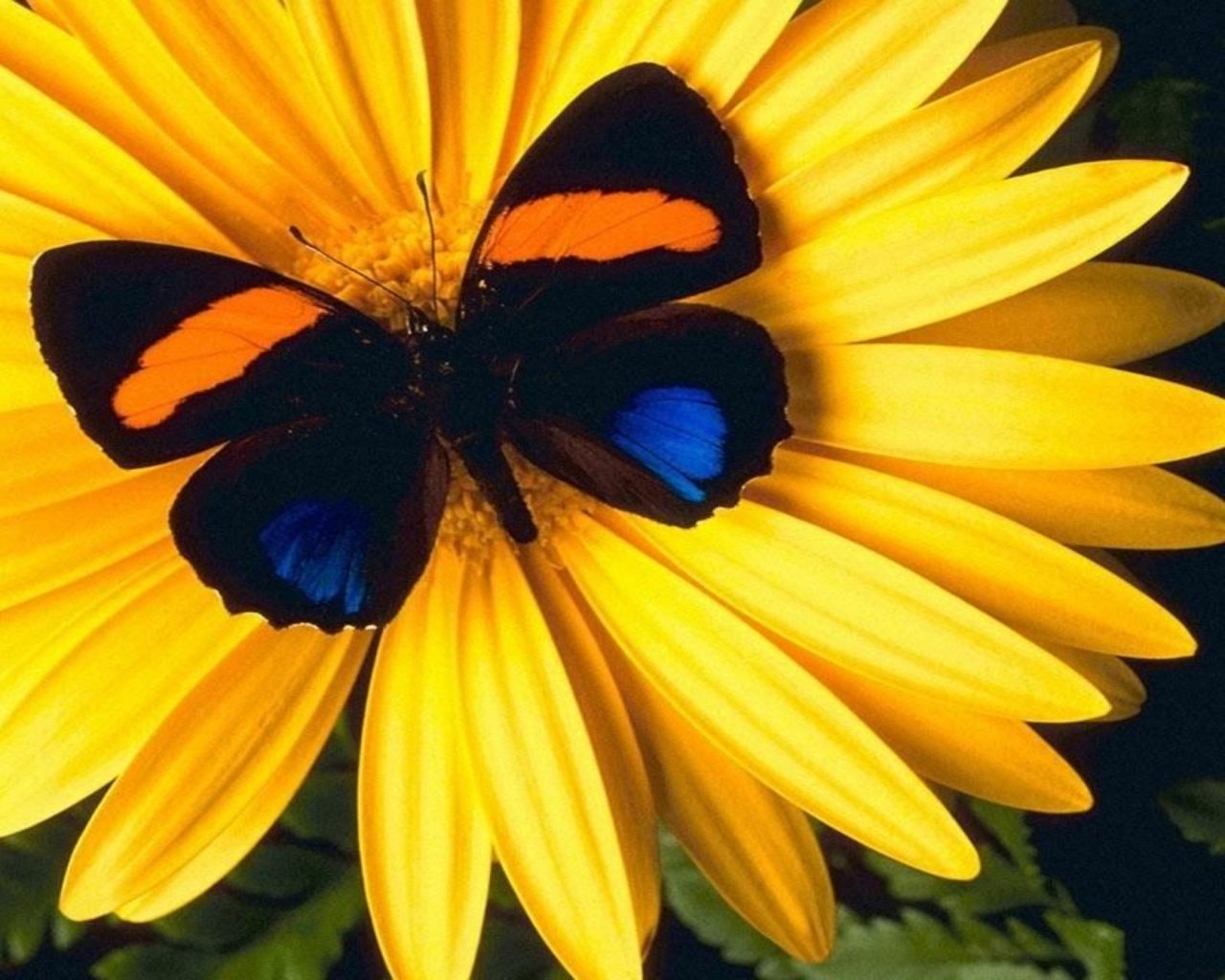 Butterfly Sitting On A Flower , HD Wallpaper & Backgrounds