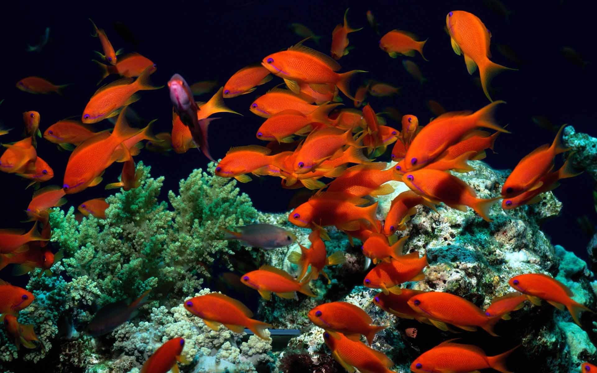 Red Coral Reef Fish , HD Wallpaper & Backgrounds