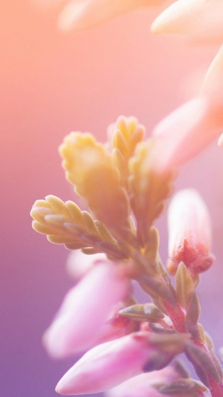 Dreamy Bokeh Flower Macro - Adorable Good Morning , HD Wallpaper & Backgrounds