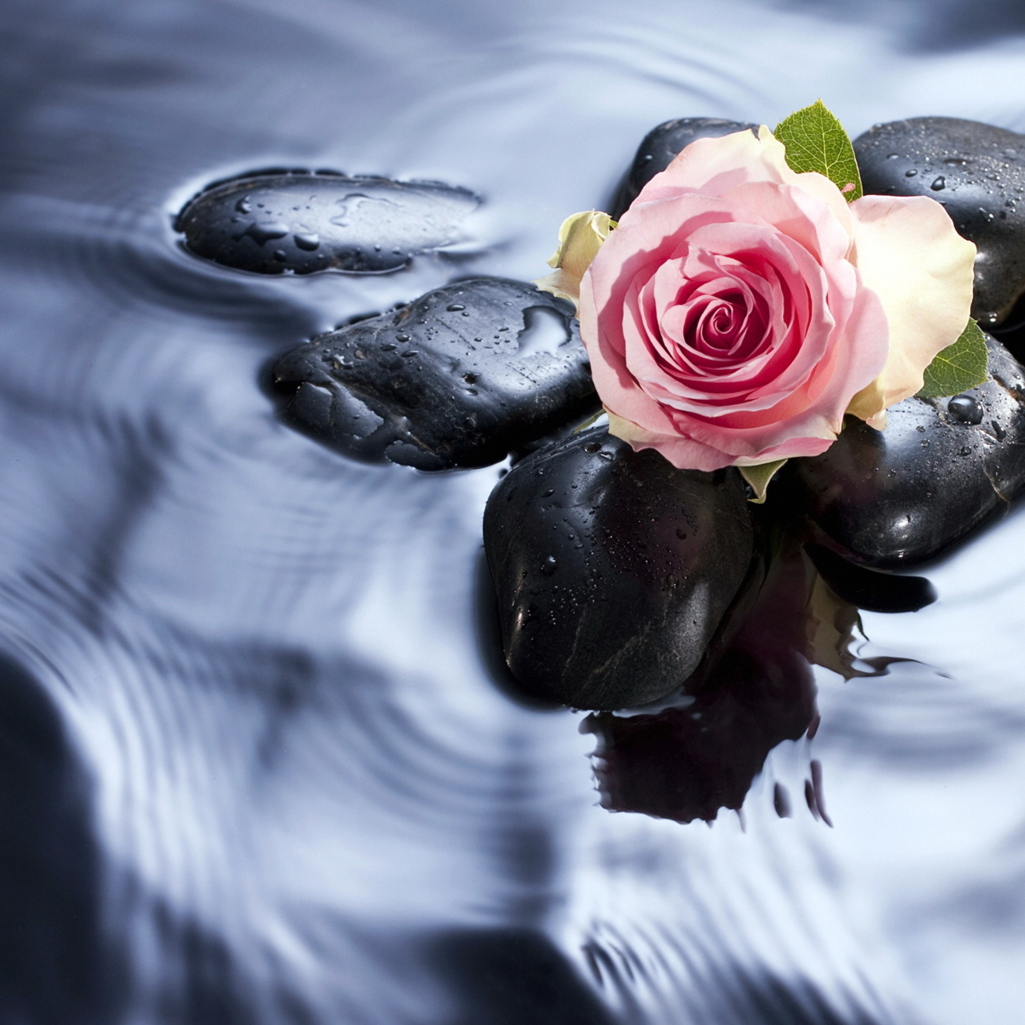 Rose For Iphone Wallpaper Wpt7208386 - Beautiful Roses In Water , HD Wallpaper & Backgrounds