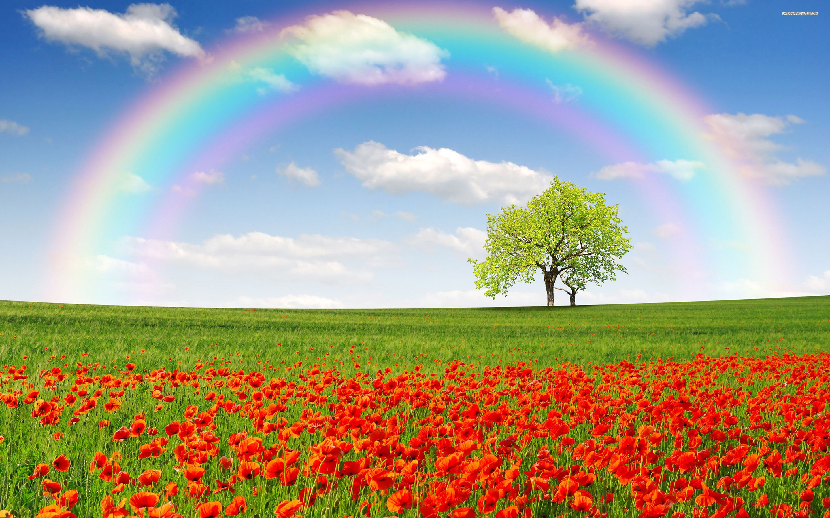 Poppy Field Trees Rainbow Sky Wallpapers And Stock , HD Wallpaper & Backgrounds