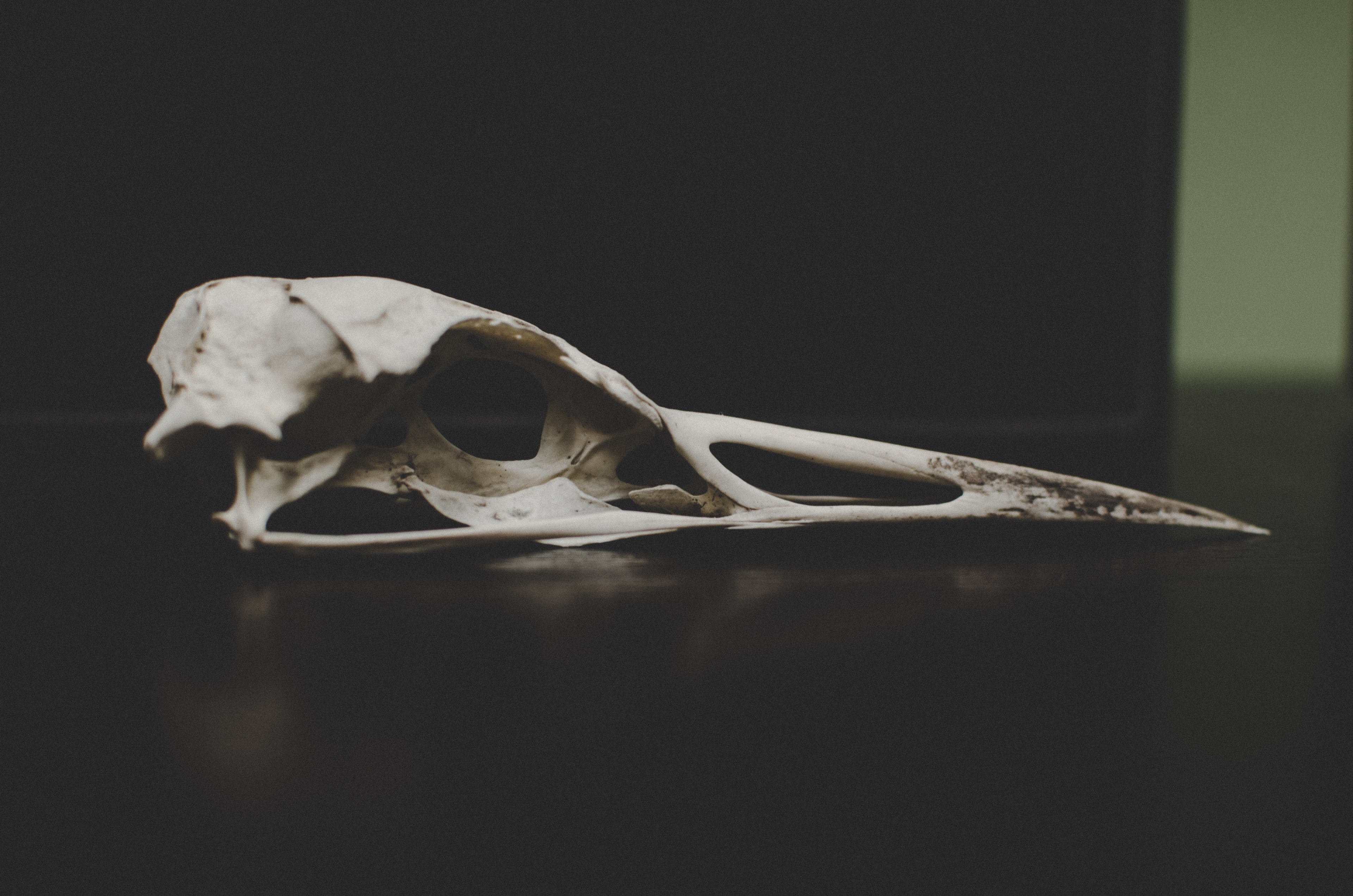 #3840x2543 The Skull Of A Bird With Long Beak In The - Skull , HD Wallpaper & Backgrounds