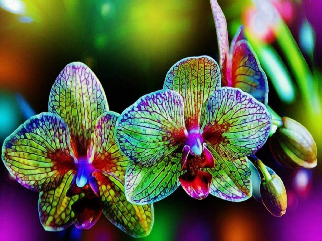 Colors Buds Flowers Rainbow Nature Flower Wallpaper - Alien Orchids , HD Wallpaper & Backgrounds