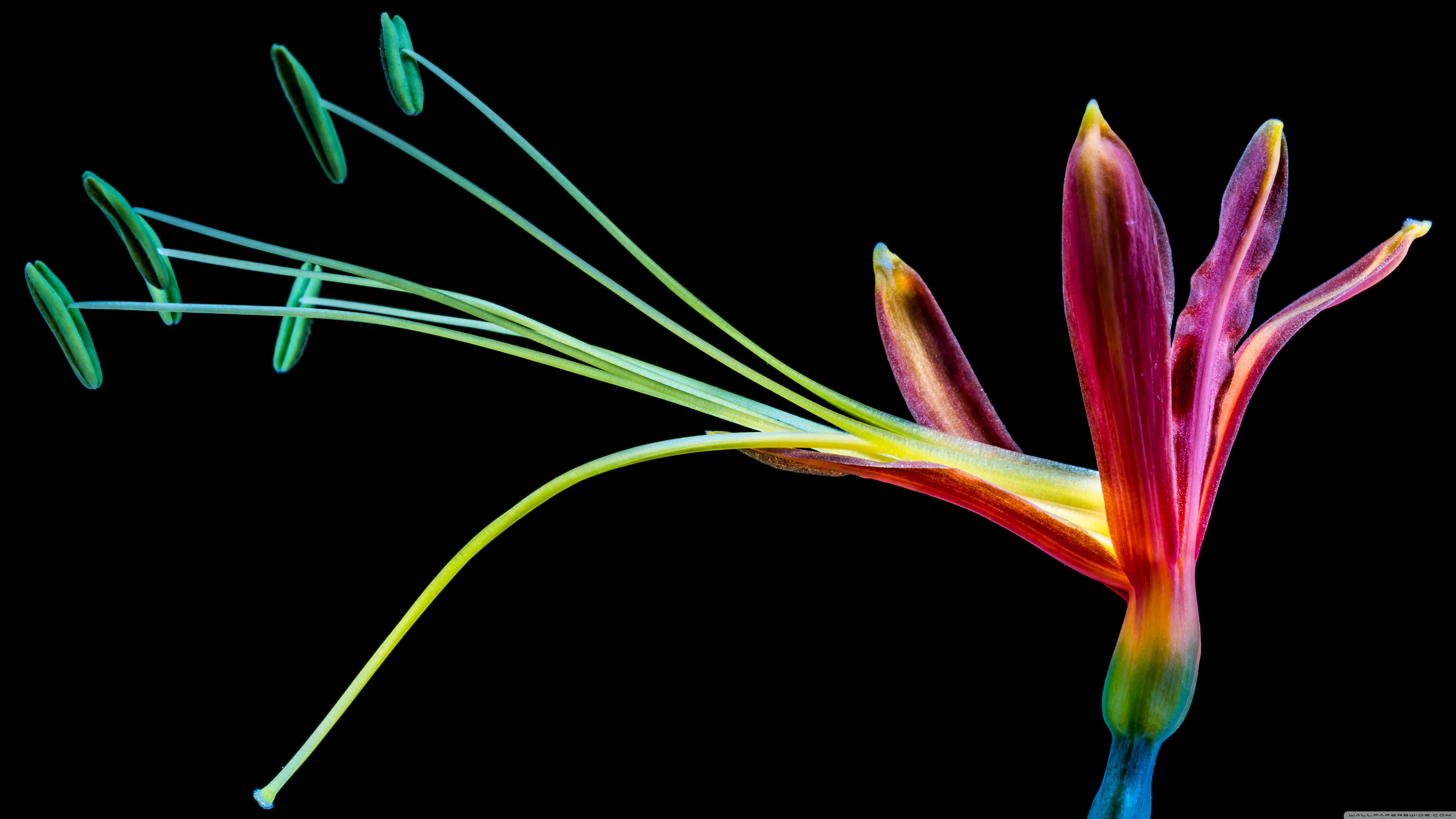 Standard - Colourful Flower Black Background , HD Wallpaper & Backgrounds