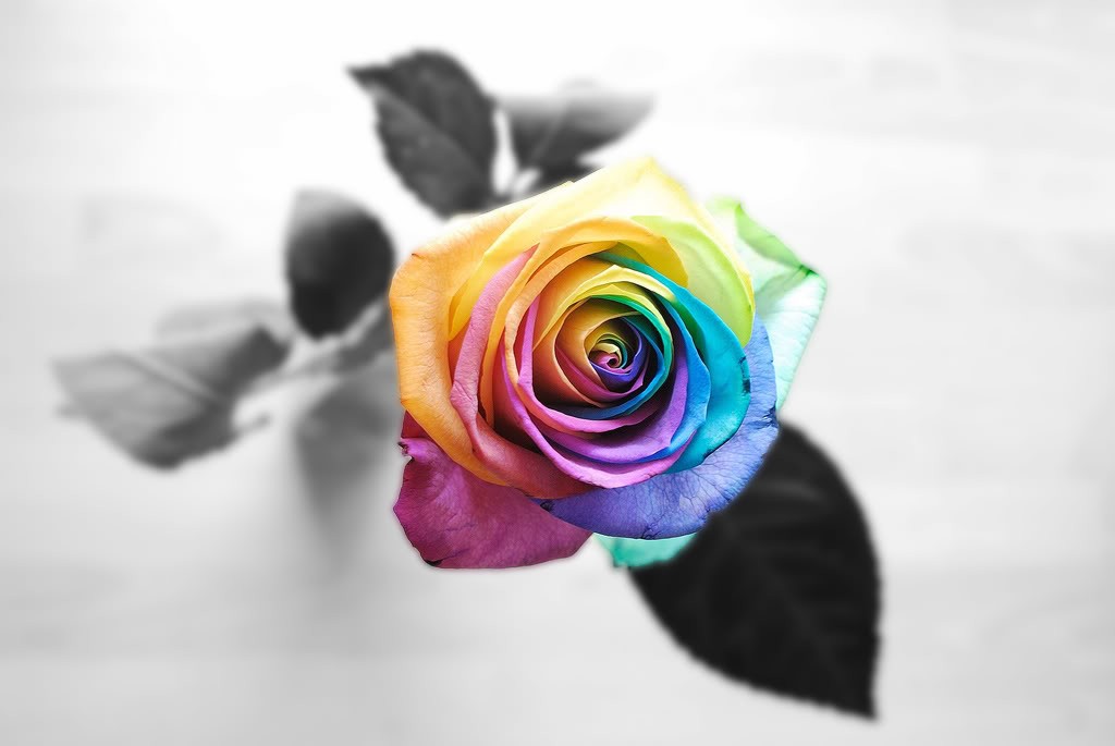 Rainbow Rose Background , HD Wallpaper & Backgrounds