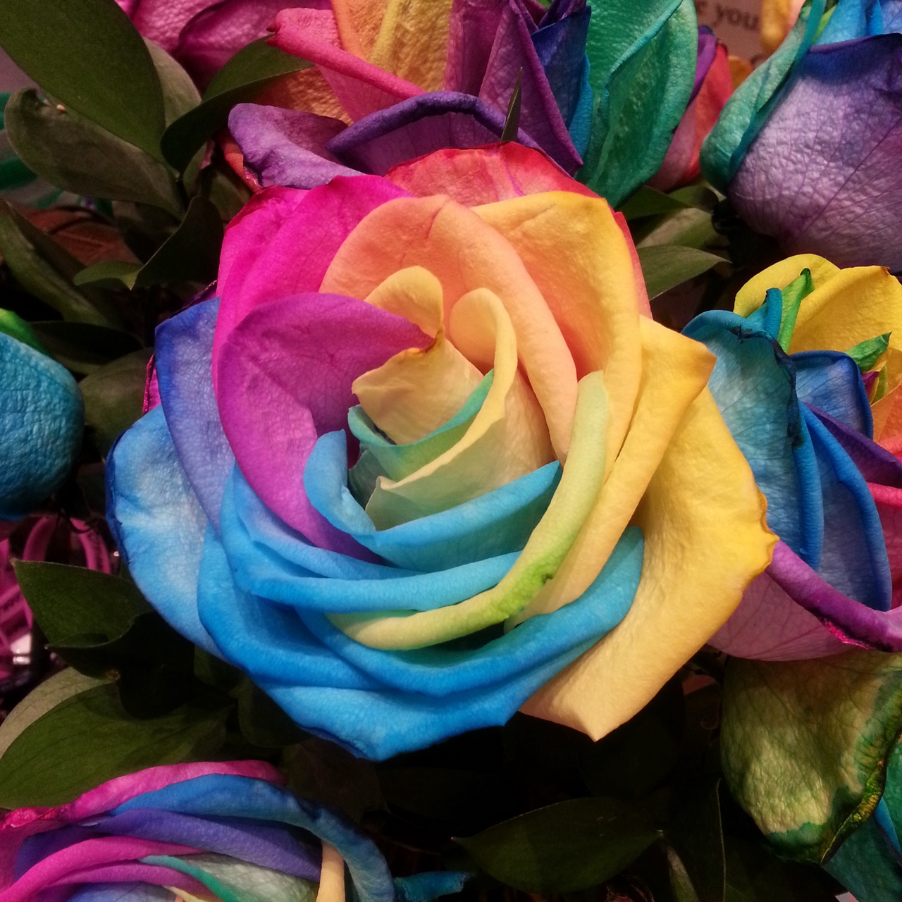 Wallpaper Rose, Rainbow, Multicolored - Rosas Multicolor Fondo De Pantalla , HD Wallpaper & Backgrounds