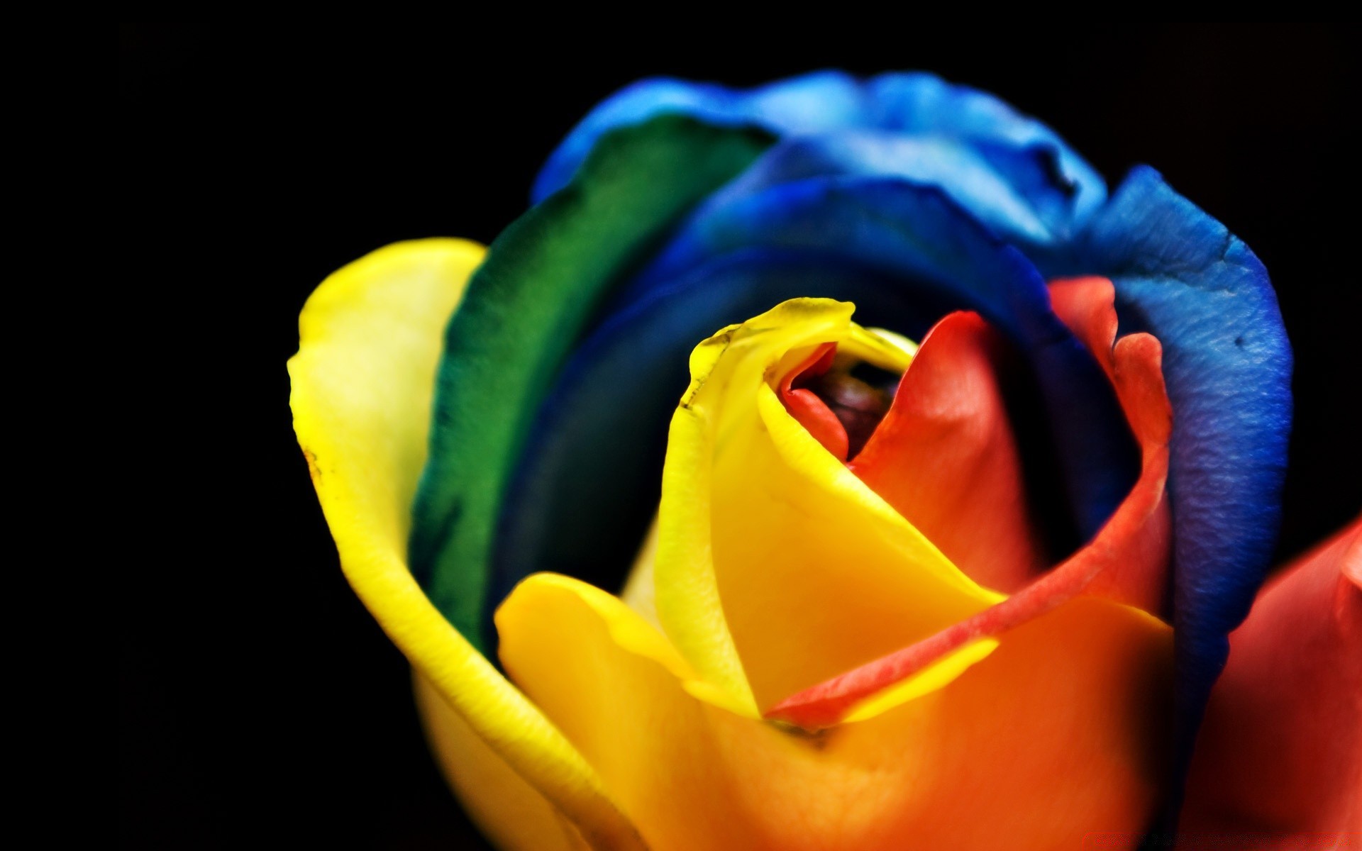 Many Types Of Roses Are There , HD Wallpaper & Backgrounds