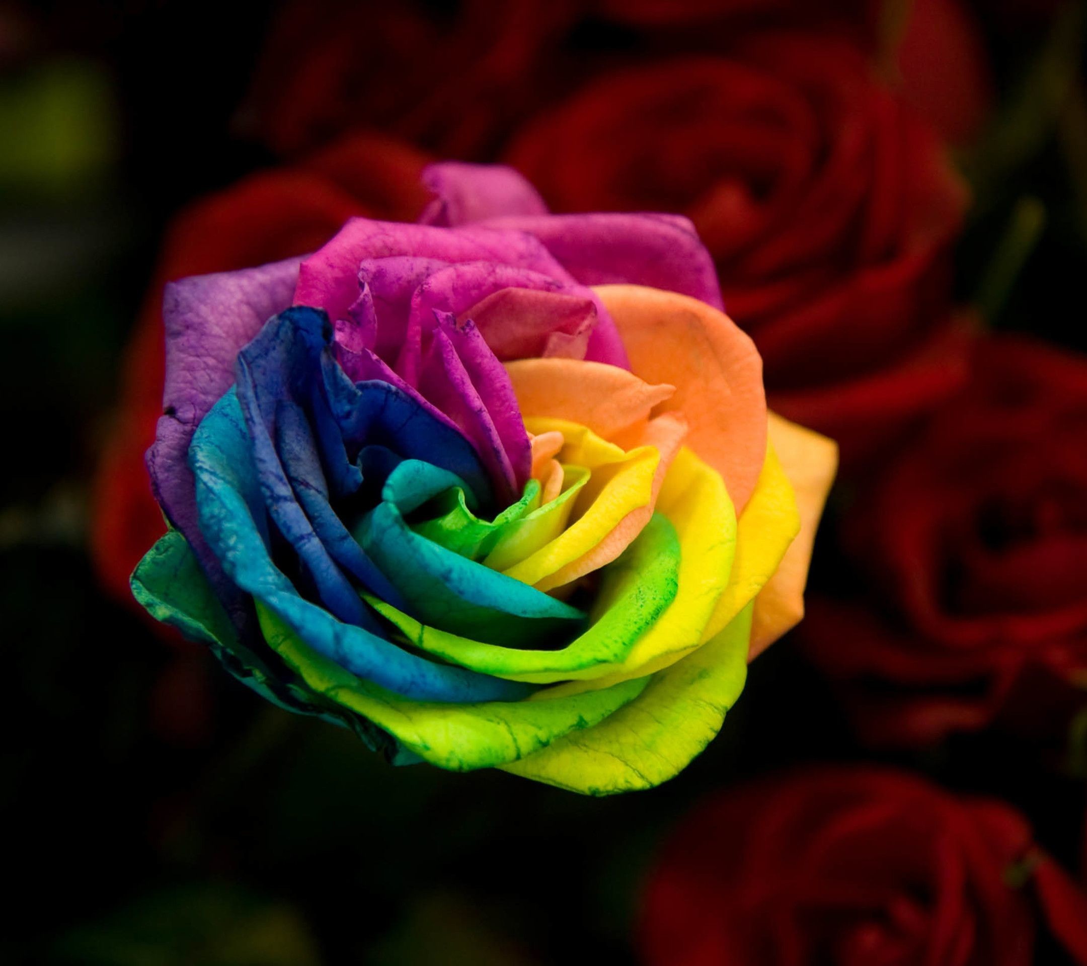 How A Rainbow Rose Works - Rainbow Flower , HD Wallpaper & Backgrounds