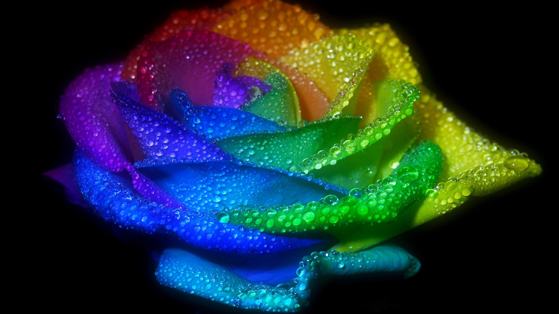 Waterdrops Rose Rainbow Nature Flower Petals Hd 4k - Rainbow Rose With Water Drops , HD Wallpaper & Backgrounds
