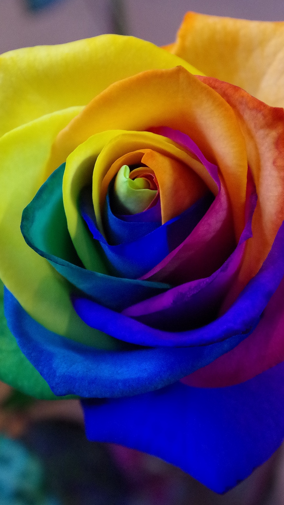 Wallpaper Rose, Rainbow, Bud, Colorful - Colorful Rose , HD Wallpaper & Backgrounds