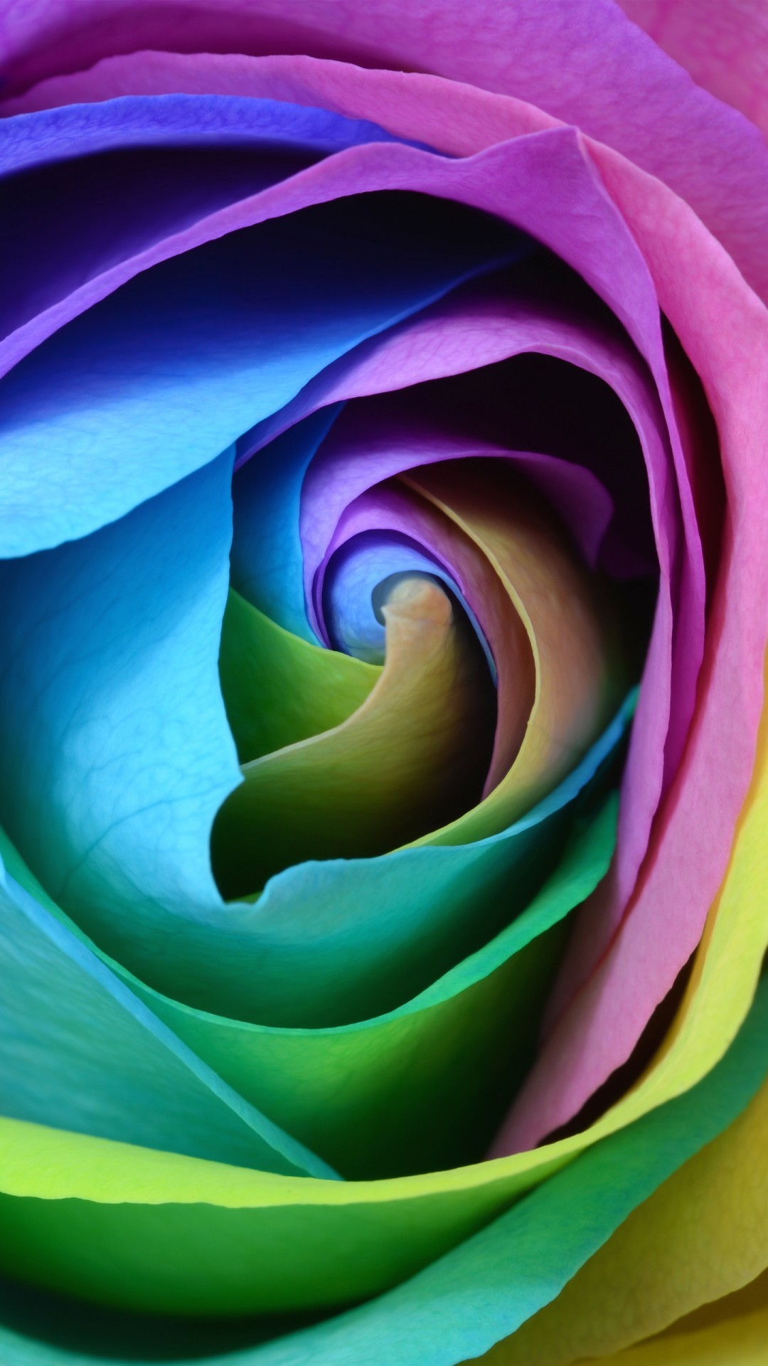 Real Rainbows In The Sky - Colored Rose Wallpaper 4k , HD Wallpaper & Backgrounds
