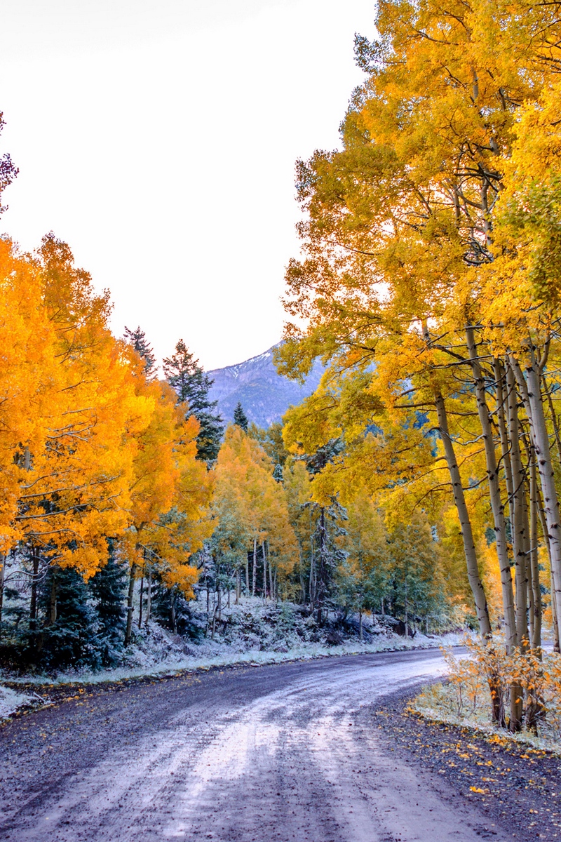 Wallpaper Aspen, Colorado, Usa, Trees, Fall, Twist - Aspen Trees Background Hd , HD Wallpaper & Backgrounds