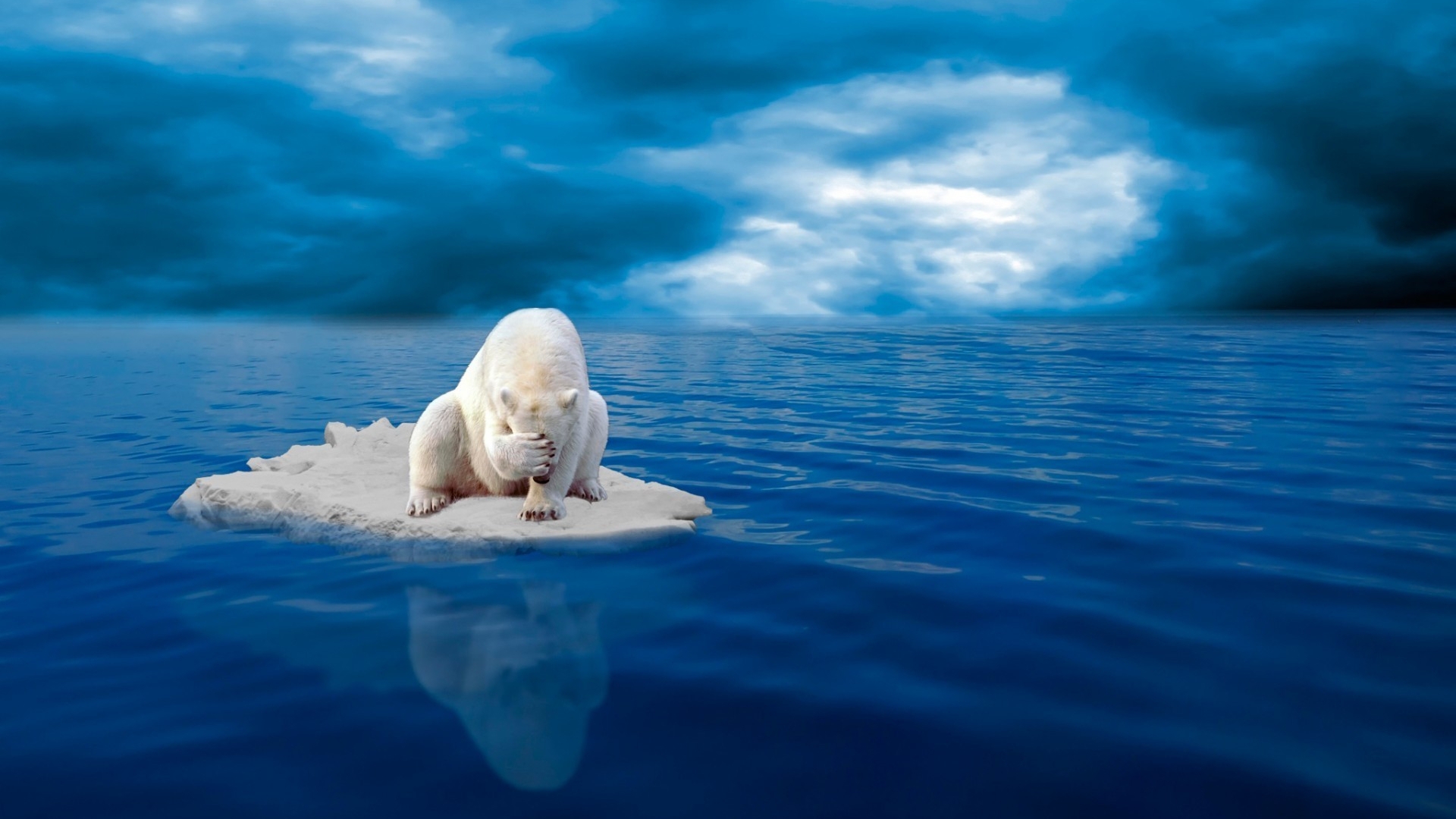 Full Hd Wallpaper Polar Bear Facepalm Iceberg Sea - Sad Polar Bear , HD Wallpaper & Backgrounds