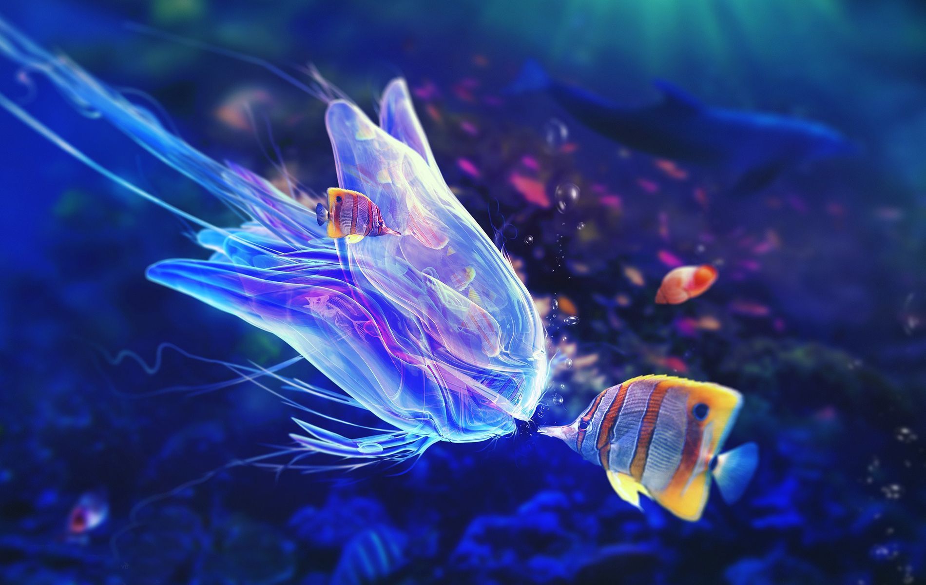 Ocean Life Hd Images Fish Hd Wallpapers Widescreen , HD Wallpaper & Backgrounds